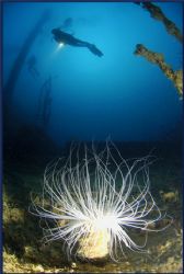 a tube worm enjoying the Thistlegorm! by Fiona Ayerst 